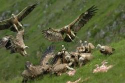 Des vautours sur un charnier.jpg