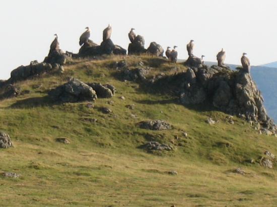vautours-au-sommet-de-lOkabe.jpg